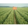 山东黄河粮油大量收购优质小麦