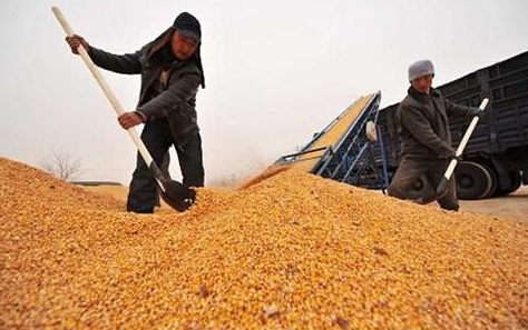 为何越来越多的农民在小麦收割后当场就卖掉呢？这样划算吗？