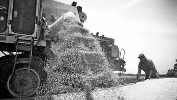优质强筋小麦亩产高达789.2公斤“周麦36号”适合加工优质面包、水饺等