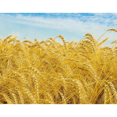 新小麦熟化专用改良剂