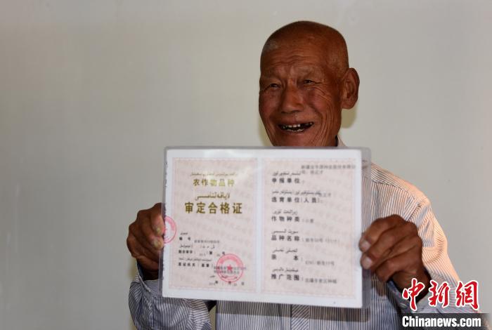 新疆“袁隆平”张正才：痴迷研究小麦杂交增产减糖