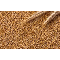 出售23年濮阳本地产小麦3万吨