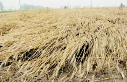 山东枣庄:小麦农业保险(放心保)理赔程序启动-