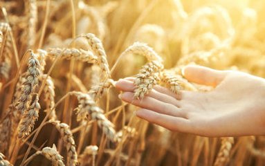 小麦价格持续上涨 今年是要逆天吗?--中国面粉