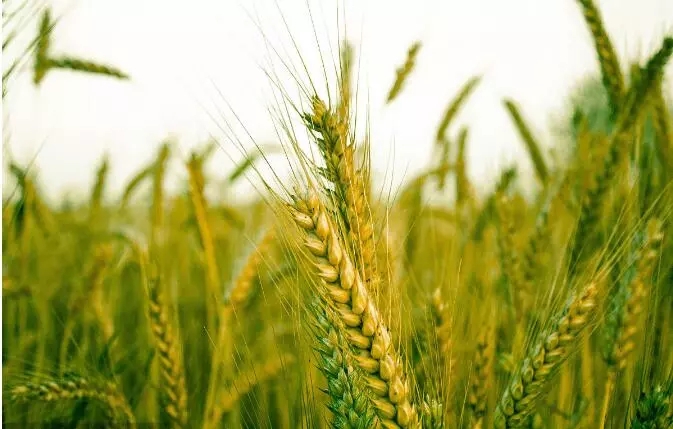 高级分析师申洪源:预测2018年新小麦上市后总